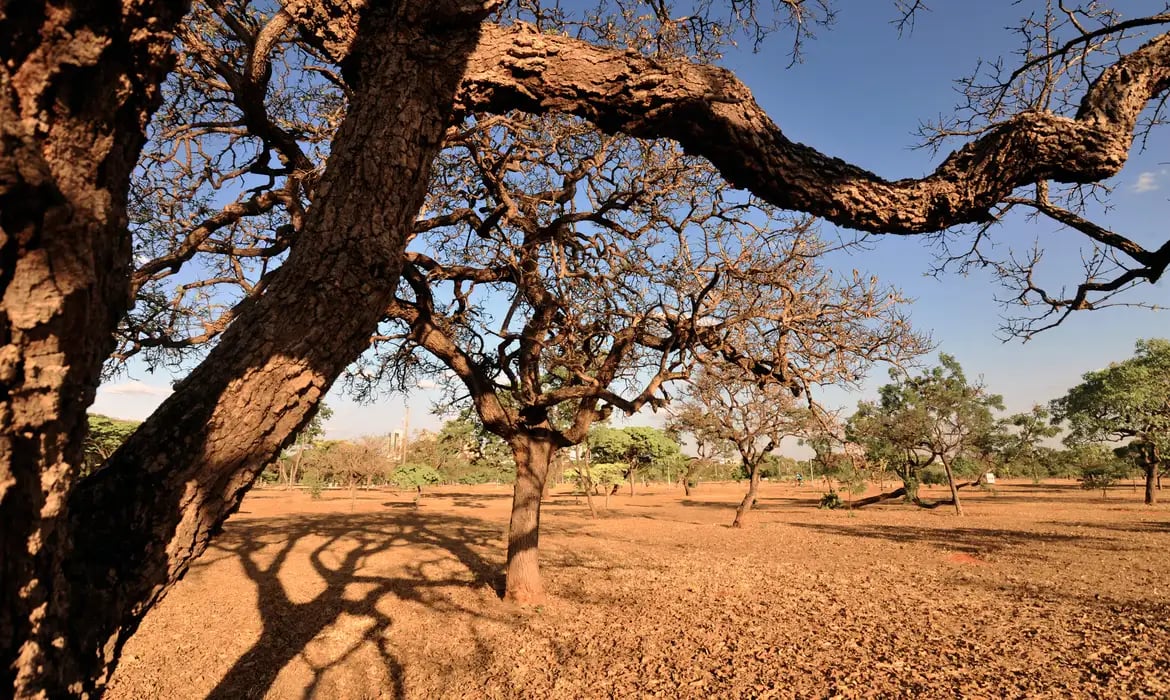 Revisão do IBGE redefine limites entre Cerrado e Mata Atlântica em MG e SP