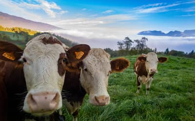 Boi gordo hoje: confira as cotações para quarta-feira (31)