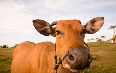 Boi gordo hoje: confira as cotações para esta quinta-feira (12)