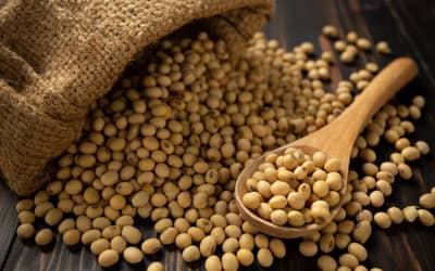 Soja e trigo hoje: confira as cotações para esta sexta-feira (20)