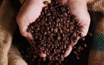 Café hoje: confira cotações para esta segunda-feira (29)