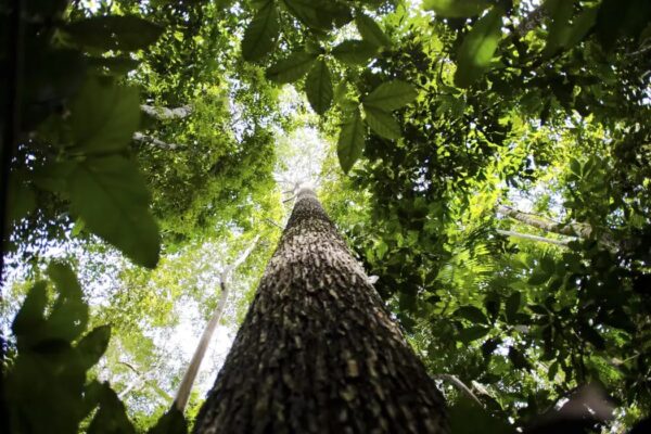 MIDR anuncia planos de desenvolvimento para a Faixa de Fronteira na Amazônia