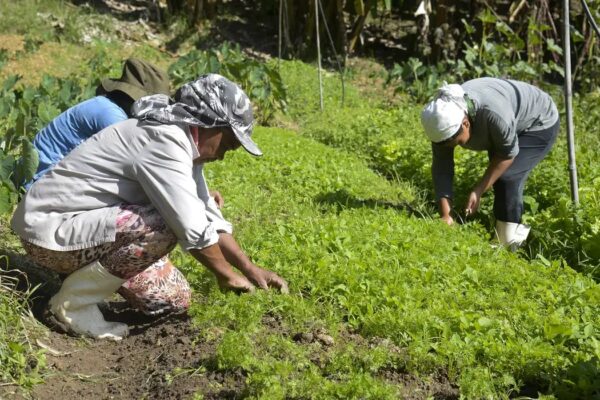 Renegociação das dívidas rurais mobiliza Congresso e setor produtivo para garantir produção de alimentos e estabilidade econômica