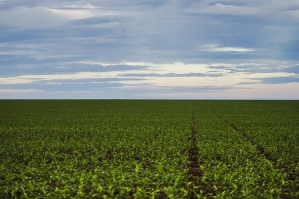 Seguro rural: parlamentares de MG e do PR cobram fortalecimento da política para dar previsibilidade ao agro