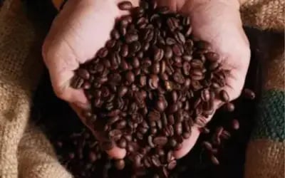 Café hoje: confira cotações para esta sexta-feira (3)