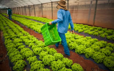 Dívidas rurais: CMN publica regras para acesso de produtores às renegociações