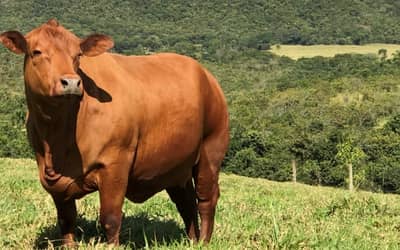 Boi gordo hoje: confira cotações para esta quarta-feira (12)
