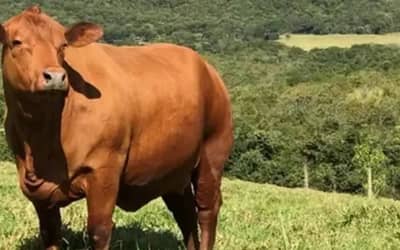 Boi gordo hoje: confira cotações para esta segunda-feira (10)